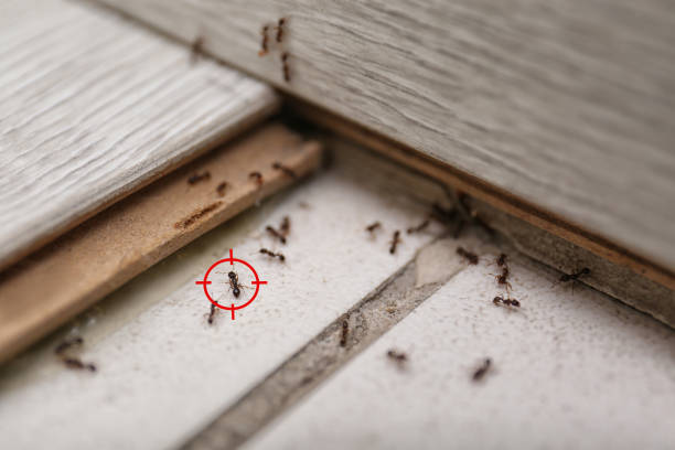 Best Emergency Pest Control  in Baird, TX