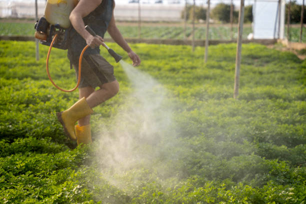 Best Wasp Removal Services  in Baird, TX